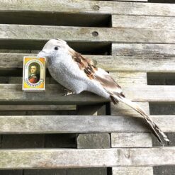 Alternative view of Sølv farvet gråspurv