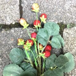 Alternative view of Hindbær gren på stilk