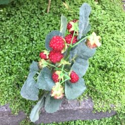 Hindbær gren på stilk