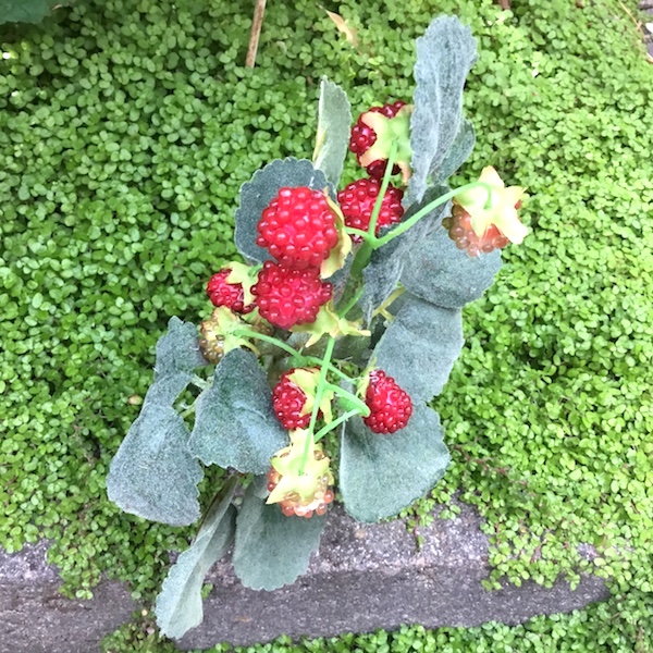 Frugt grene