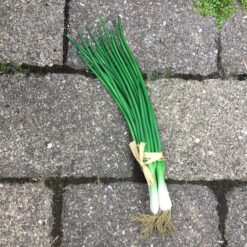 Kunstigt forårsløg 4stk