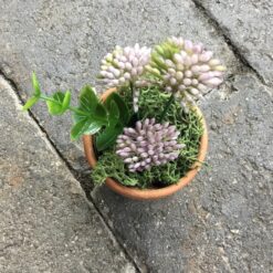 Alternative view of Kløverblomst i lerpotte