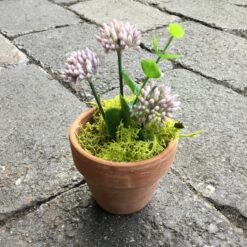 Lille kløverblomst i lerpotte