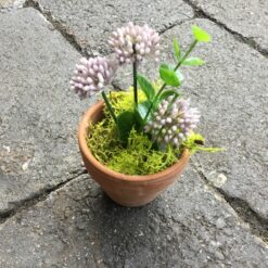 Alternative view of Lille kløverblomst i lerpotte