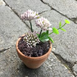 Alternative view of Lilla kløverblomst i lerpotte