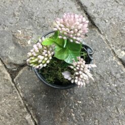 Alternative view of Kløverblomst i zinkpotte