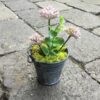 Kløverblomst i zinkpotte lime