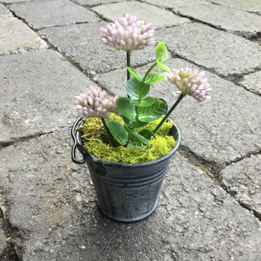 Kløverblomst i zinkpotte lime