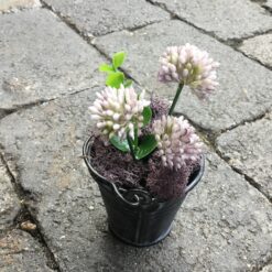 Kløverblomst i zinkpotte lilla mos