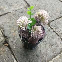 Alternative view of Kløverblomst i zinkpotte lilla