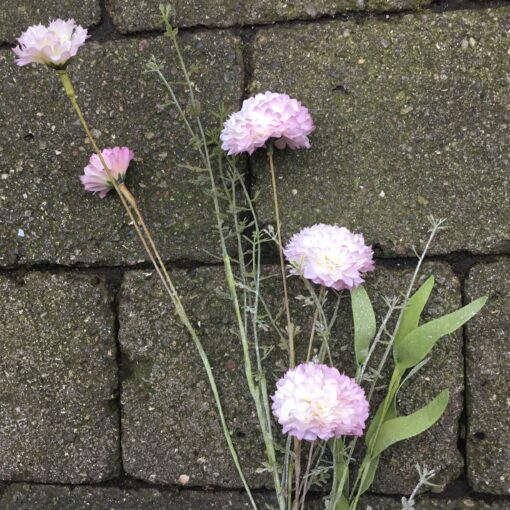 Dekorativ rosa Dahlia stilk