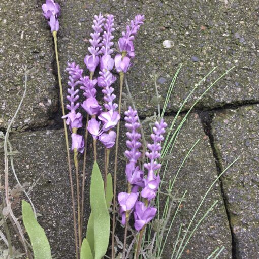 Lys lilla lavendel stilk