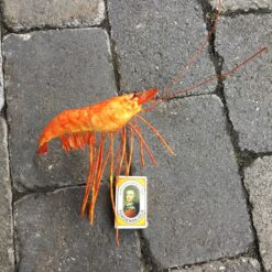 Alternative view of Kæmpe reje på pind