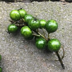 Alternative view of Grønne bær på gren