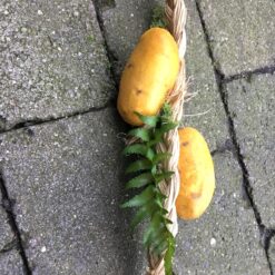 Dekorativ kartoffelranke bundet på bastfletning