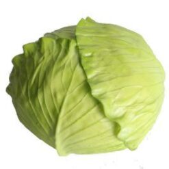 Naturtro hvidkålshoved utrolig livagtig