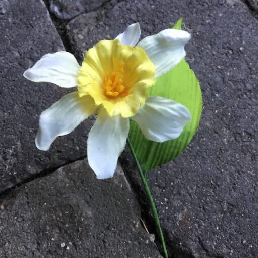 Lille narcissus påske gren