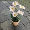 Rosa anemone i lerpotte