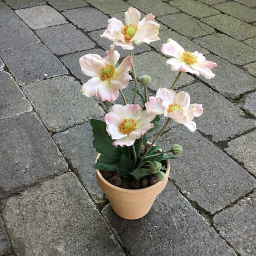 Rosa anemone i lerpotte