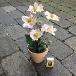 Alternative view of Rosa anemone i lerpotte