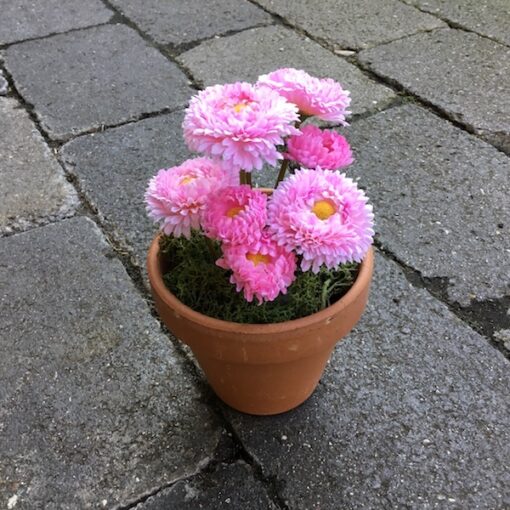 Rosa blomst i lerpotte