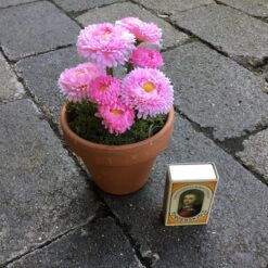 Alternative view of Rosa blomst i lerpotte