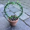 Senecio bue i lerpotte