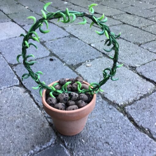 Senecio bue i lerpotte