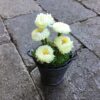 Lysgul blomst i zinkpotte
