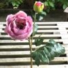Høj gammelrosa pæon