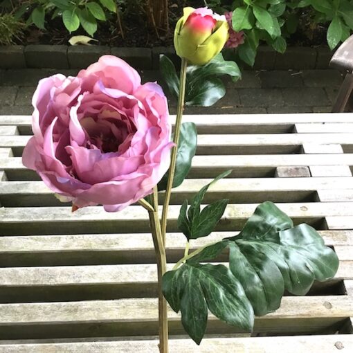 Høj gammelrosa pæon