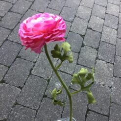 Alternative view of Smuk pink farvet ranunkel