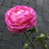 Smuk pink farvet ranunkel