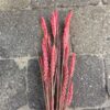 Tørrede pink hvede buket