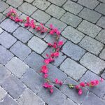 Dekorativ forårsranke i pink