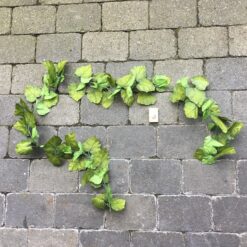 Alternative view of Naturtro vinranke