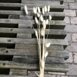 Tørrede lagurus lys farve