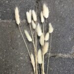 Tørrede lagurus lys farve