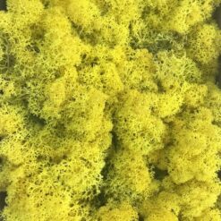 Citrongul præserveret mos 50g