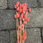 Tørrede blomster i koralfarve