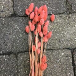 Tørrede blomster i koralfarve