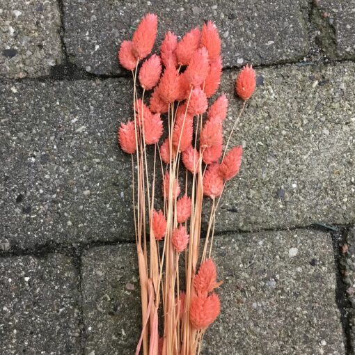 Tørrede blomster i koralfarve