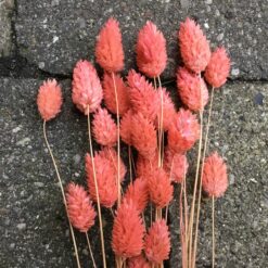 Alternative view of Koralfarvet dekorativ tørrede Phalaris