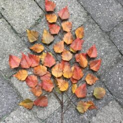 Alternative view of Efterårsgren med gyldenbrune blade