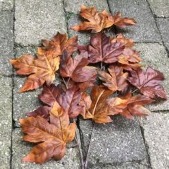 Alternative view of Naturtro brun ahorn efterårsgren