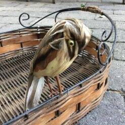 Alternative view of Ugle med gyldenbrun fjerdragt