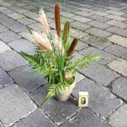 Alternative view of Rosa korn i lerpotte