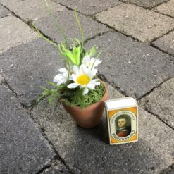 Alternative view of Fin lille marguerit potteblomst