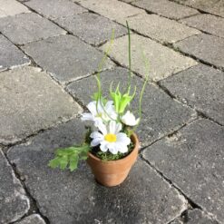 Fin lille marguerit potteblomst