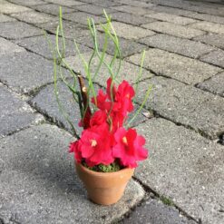 Lille dekorativ pink potteblomst